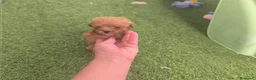 Caniche Toy perros en venta: Cachorros de caniche toy - Anuncio 4