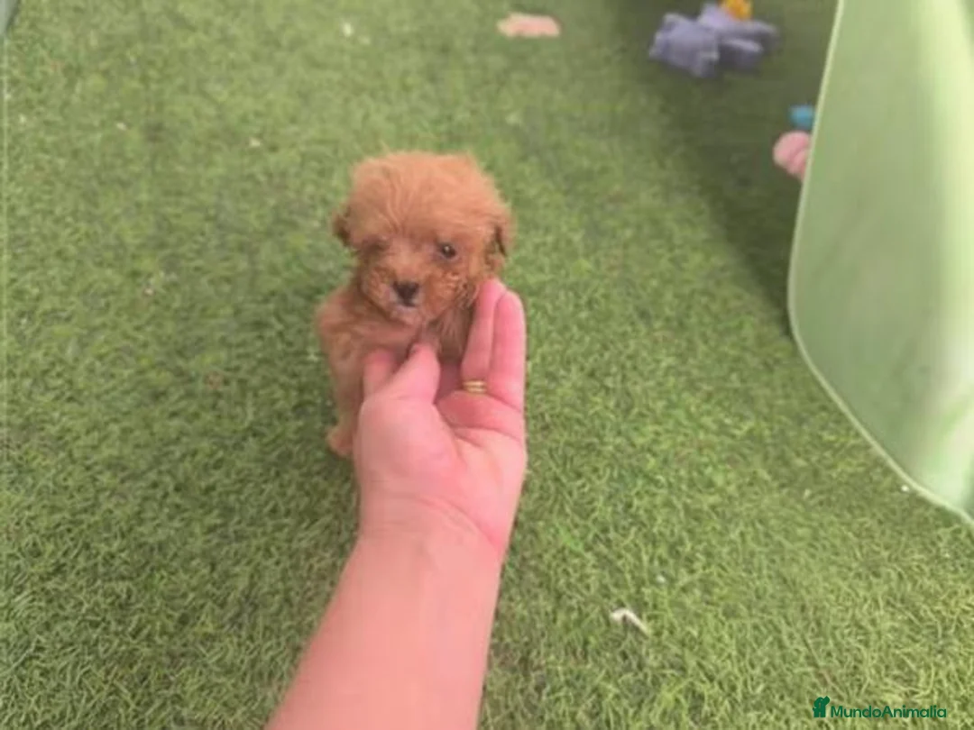 Caniche Toy perros en venta: Cachorros de caniche toy - Anuncio 4