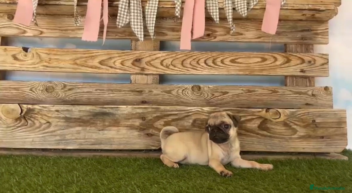 Carlino - Pug perros Cachorros de carlino🐶🐾 - Anuncio 1