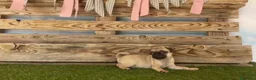 Carlino - Pug perros en venta: Cachorros de carlino🐶🐾 en Málaga - Anuncio 1