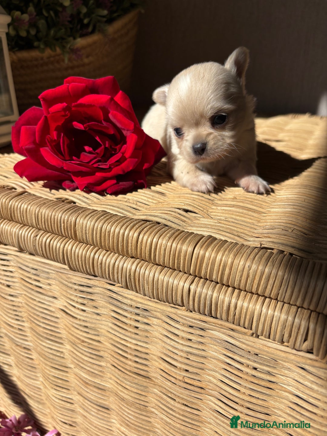 Chihuahua perros en venta: Chihuahuas cabeza manzana toy !! - Imagen 4