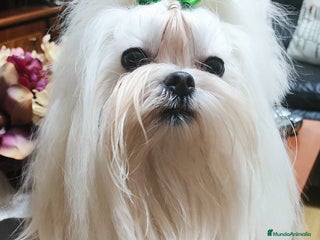 Bichón Maltés perros Bichon Maltés línea coreana - Anuncio 2