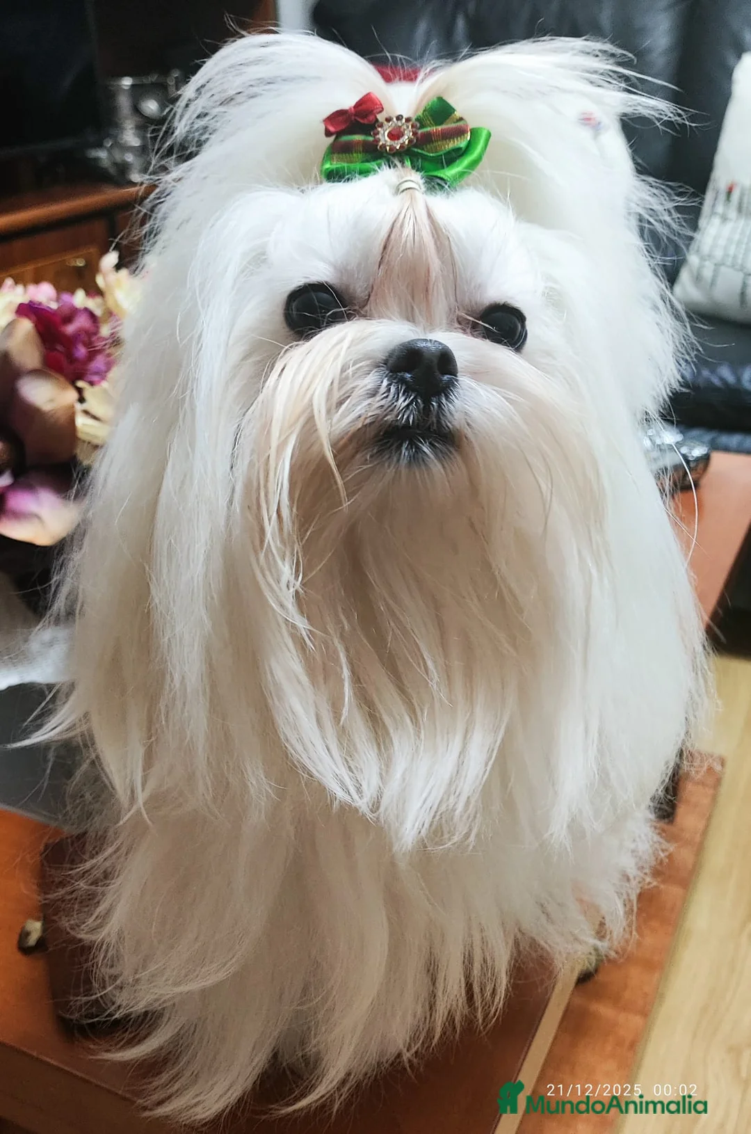 Bichón Maltés perros en venta: Bichon Maltés línea coreana - Anuncio 3