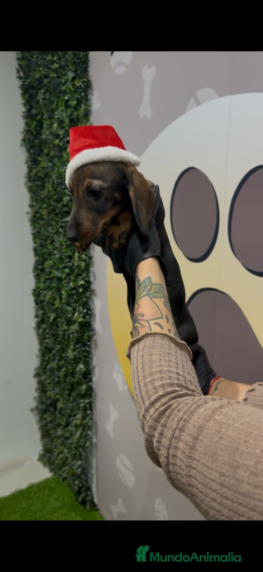 Teckel perros en venta: Teckel estándar hembra - Anuncio 3