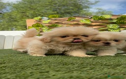 Pekinés perros en venta: PEKINES IMPERIAL HEMBRA - Imagen 6