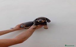 Teckel Miniatura perros en venta: TECKEL MINI BLUE  - Imagen 1