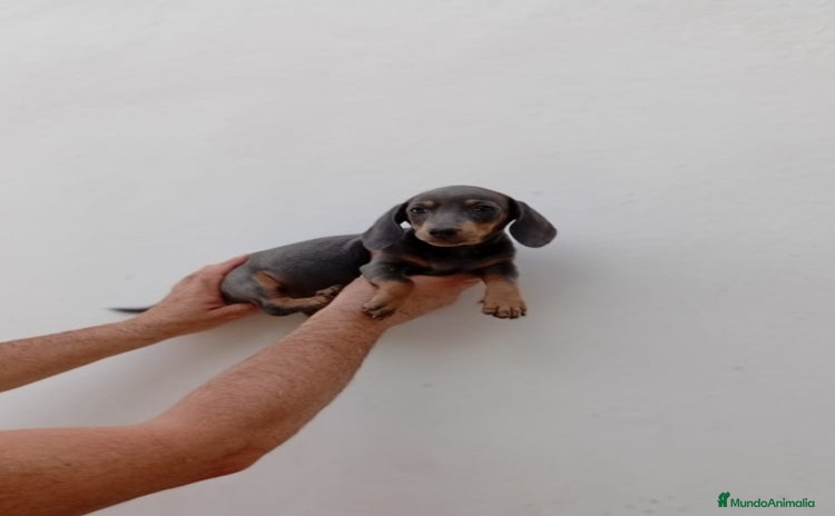Teckel Miniatura perros - Anuncio 12