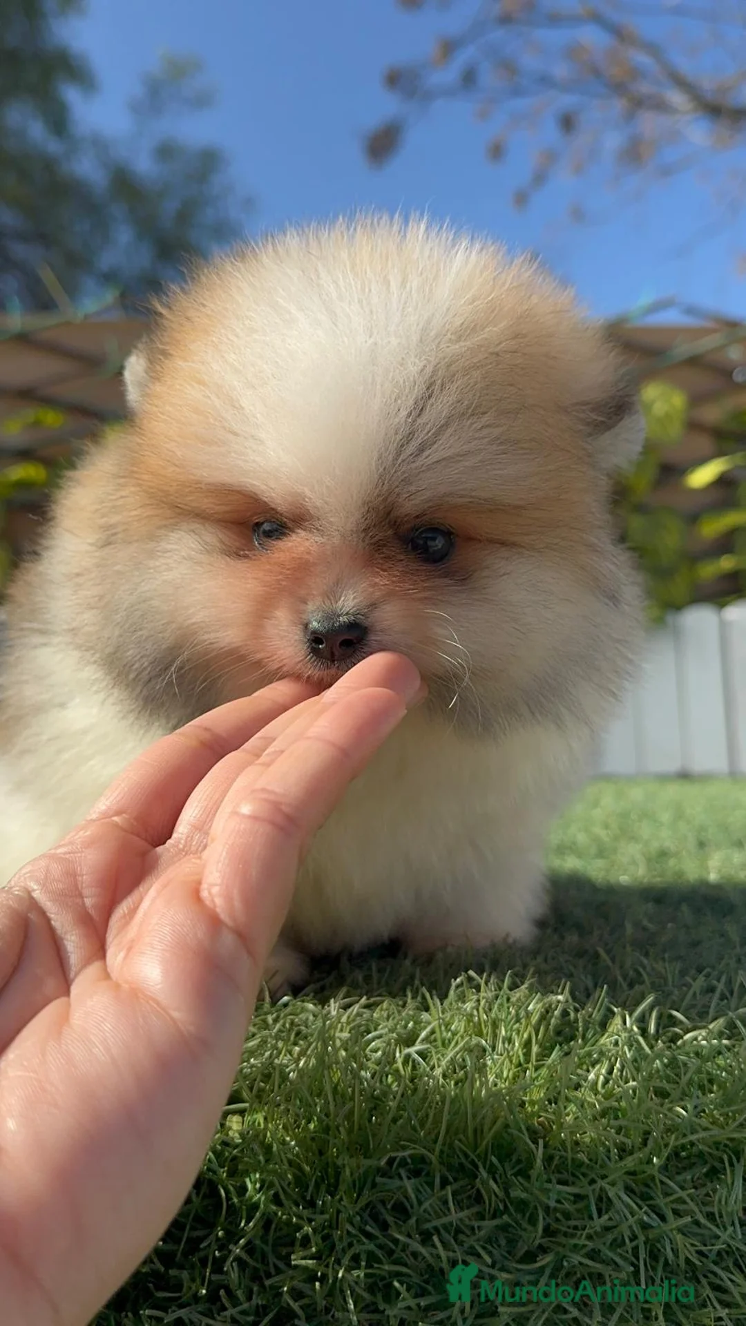 Pomerania perros en venta: POMERANIA - Anuncio 13