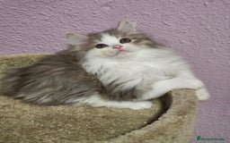 Kurilean Bobtail de Pelo Corto gatos en venta: Hembra Exótica y Hembra Kurilian - Imagen 4