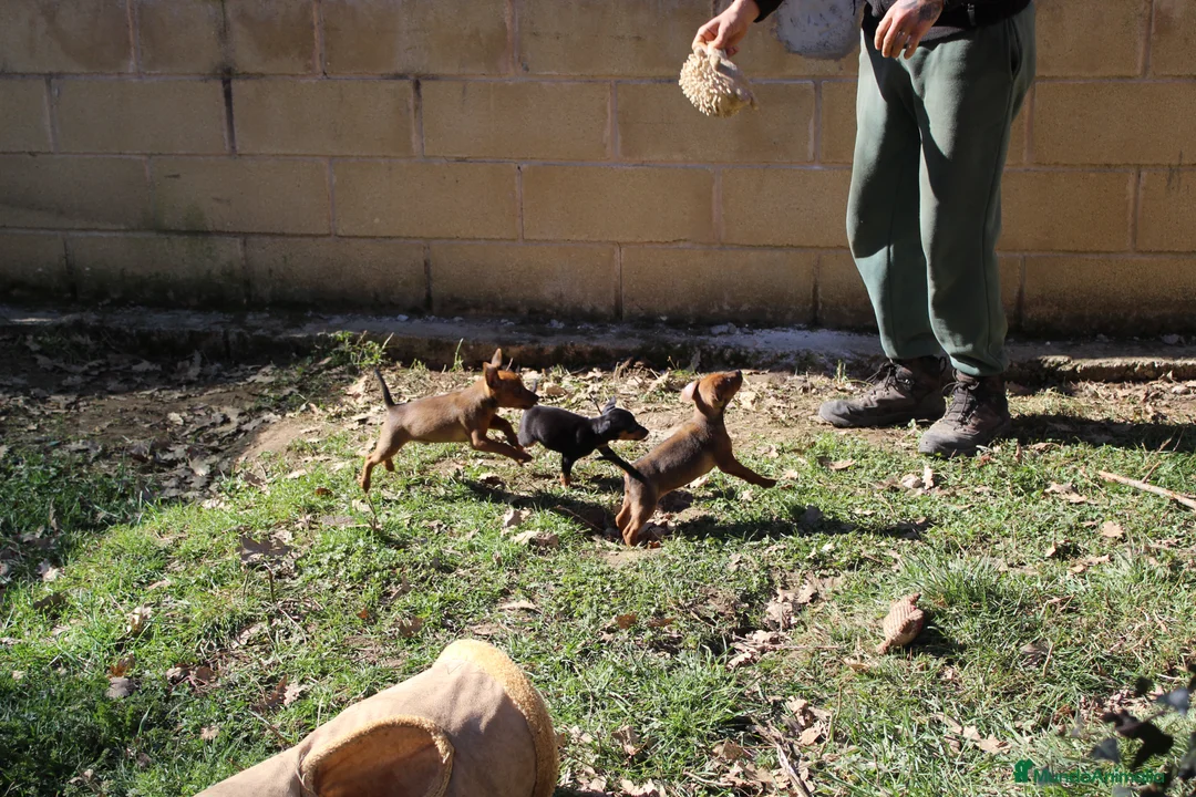 Pinscher Miniatura perros en venta: Pinscher miniatura  - Anuncio 9