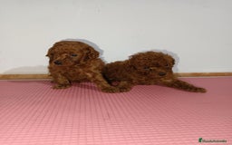 Caniche Toy perros en venta: Caniche toy - Imagen 4