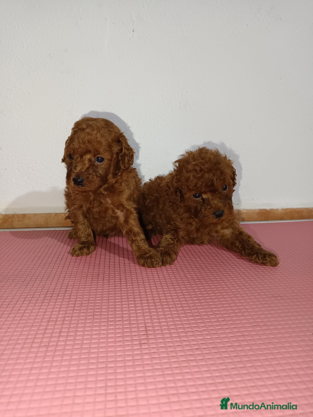 Caniche Toy perros en venta: Caniche toy - Imagen 4