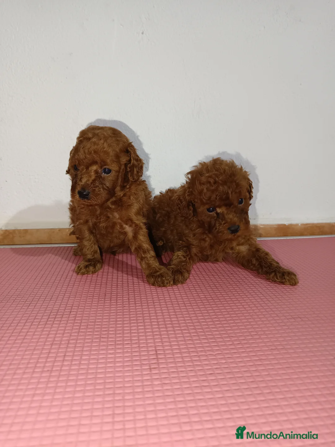 Caniche Toy perros en venta: Caniche toy - Anuncio 4