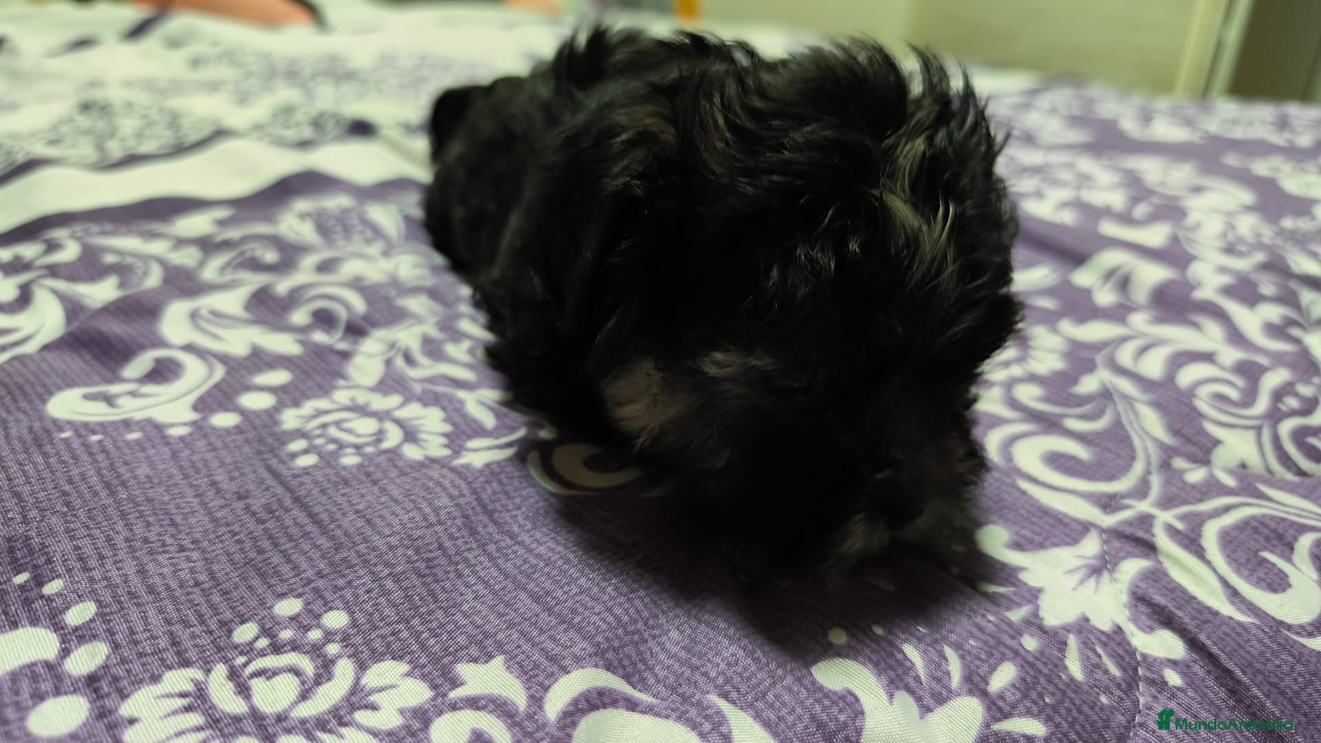 Raza Mixta perros Bichón maltés maltipoo - Anuncio 2