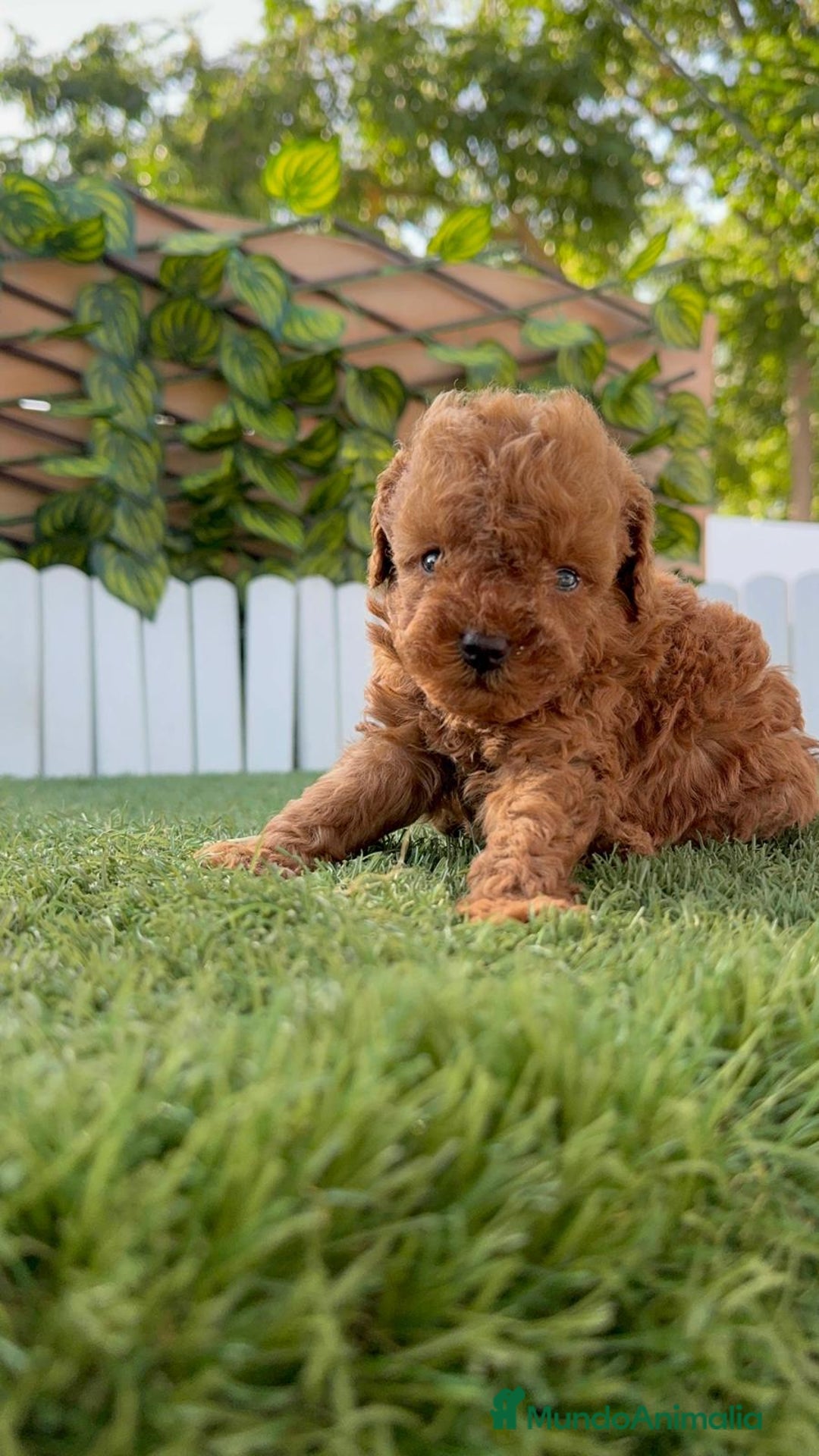 Caniche Toy perros en venta: CANICHE TOY ROJO MACHO - Imagen 24