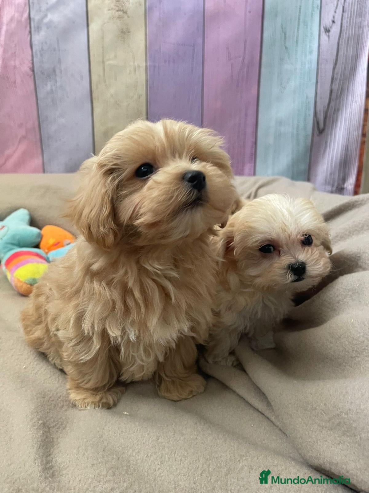 Maltipoo perros Maltipoo listos para entregar  - Anuncio 3