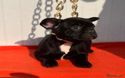 Bulldog Francés perros en venta: entra en nuestra web milcachorros.es - Imagen 4