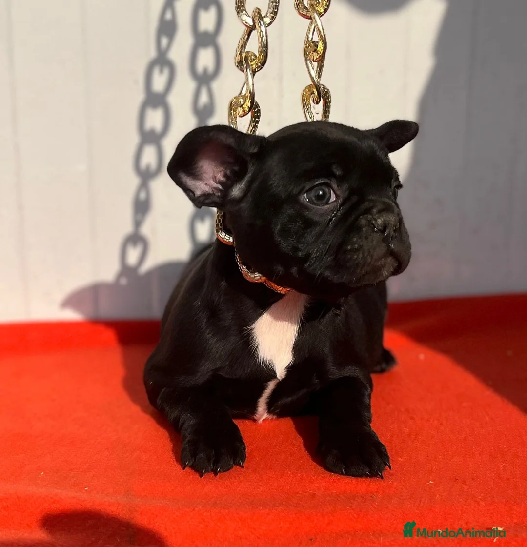 Bulldog Francés perros en venta: entra en nuestra web milcachorros.es - Anuncio 4