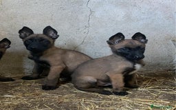 Pastor Belga Malinois perros en venta: Último cachorro de manilois !!! - Imagen 1