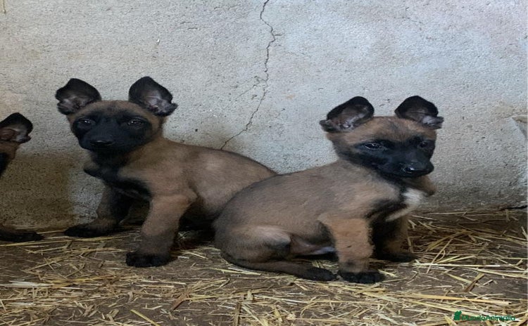 Pastor Belga Malinois perros - Anuncio 16
