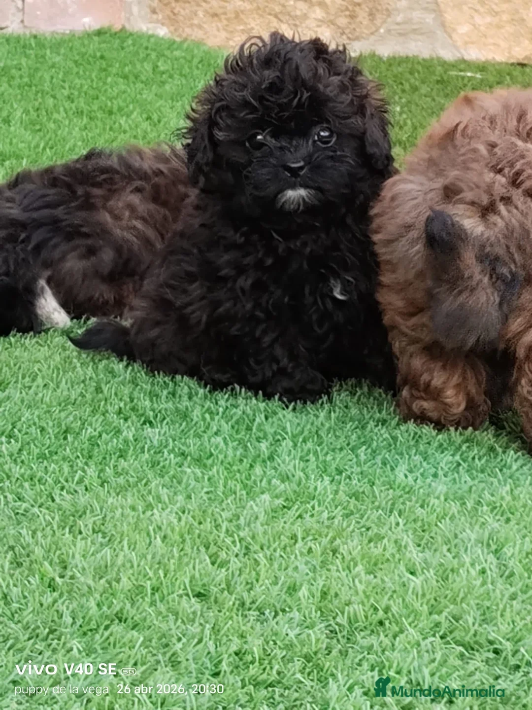 Maltipoo perros en venta: Maltipoo  - Anuncio 5