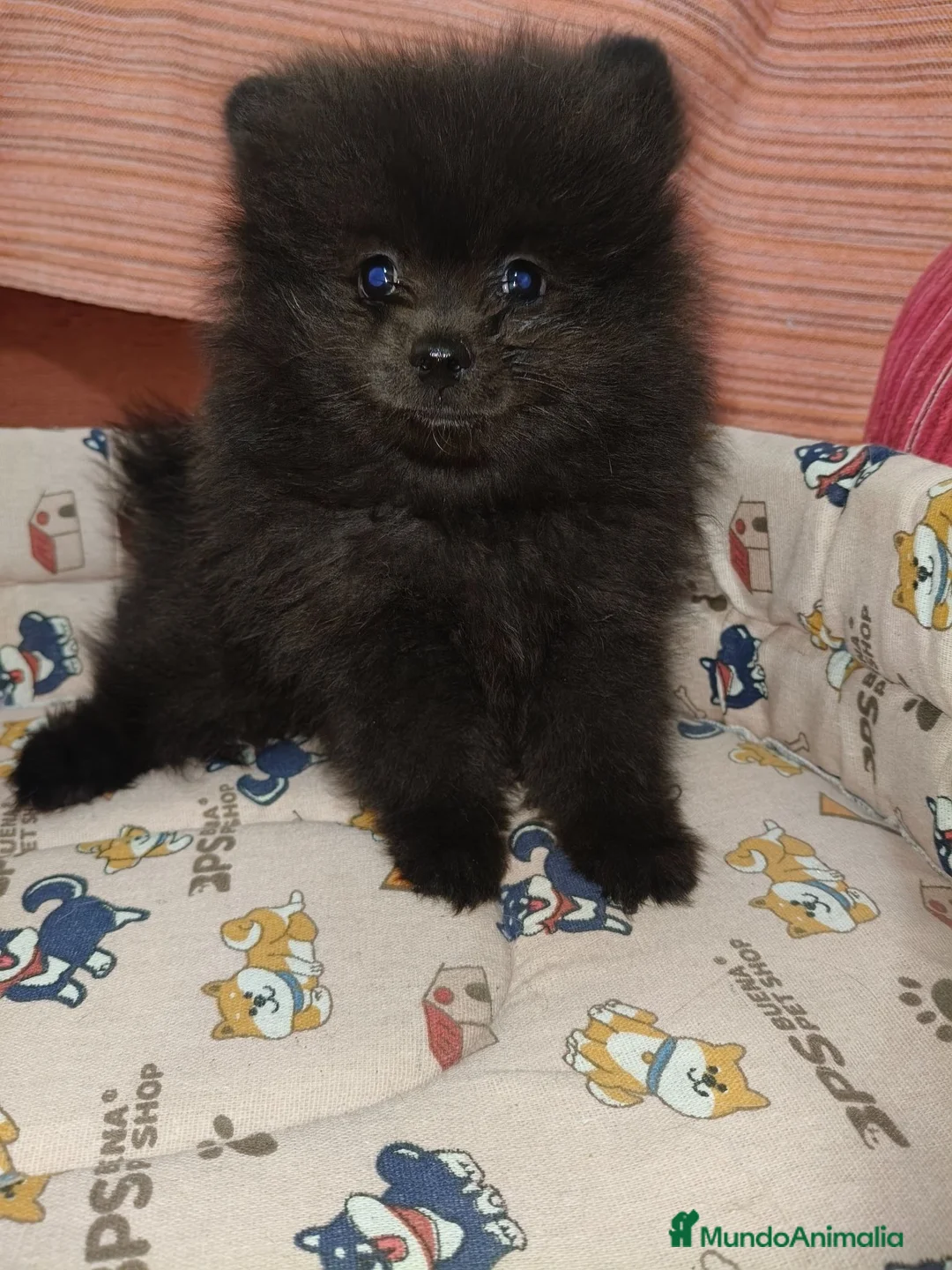 Pomerania perros en venta: Pomerania Toy - Anuncio 8