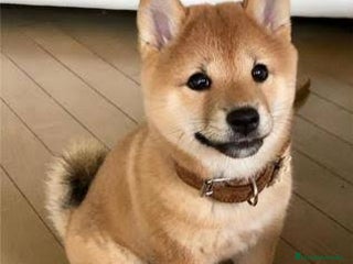 Shiba Inu perros - Anuncio 10