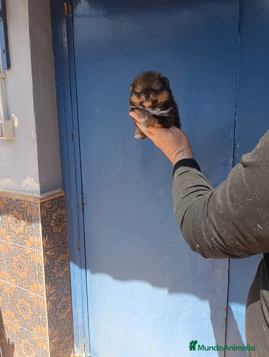Pomerania perros en venta: ‼️POMERANIA AMERICANO TAMAÑO TOY  - Anuncio 2