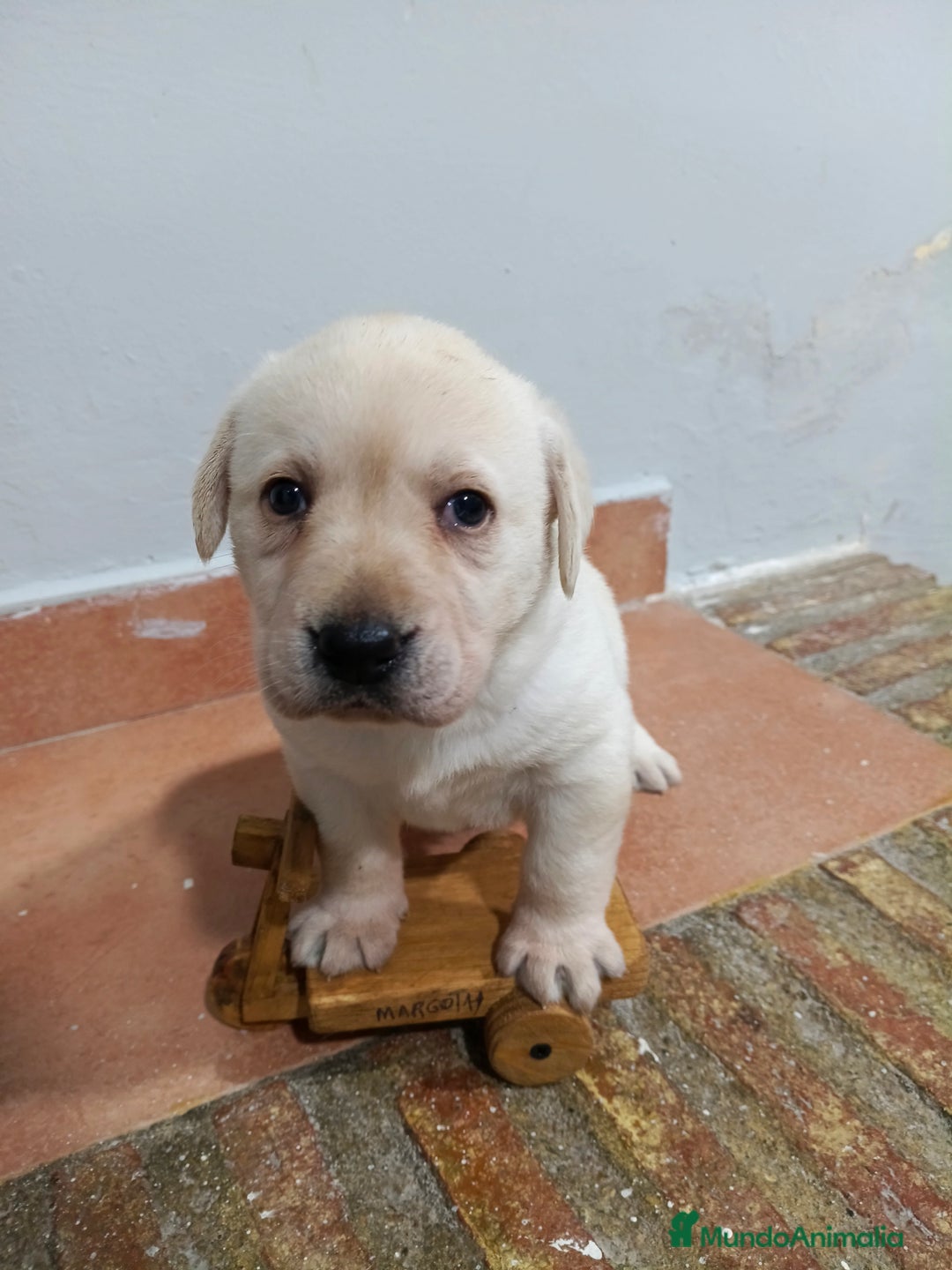 Labrador Retriever perros en venta: Labrador retriever dorado disponible  - Anuncio 6