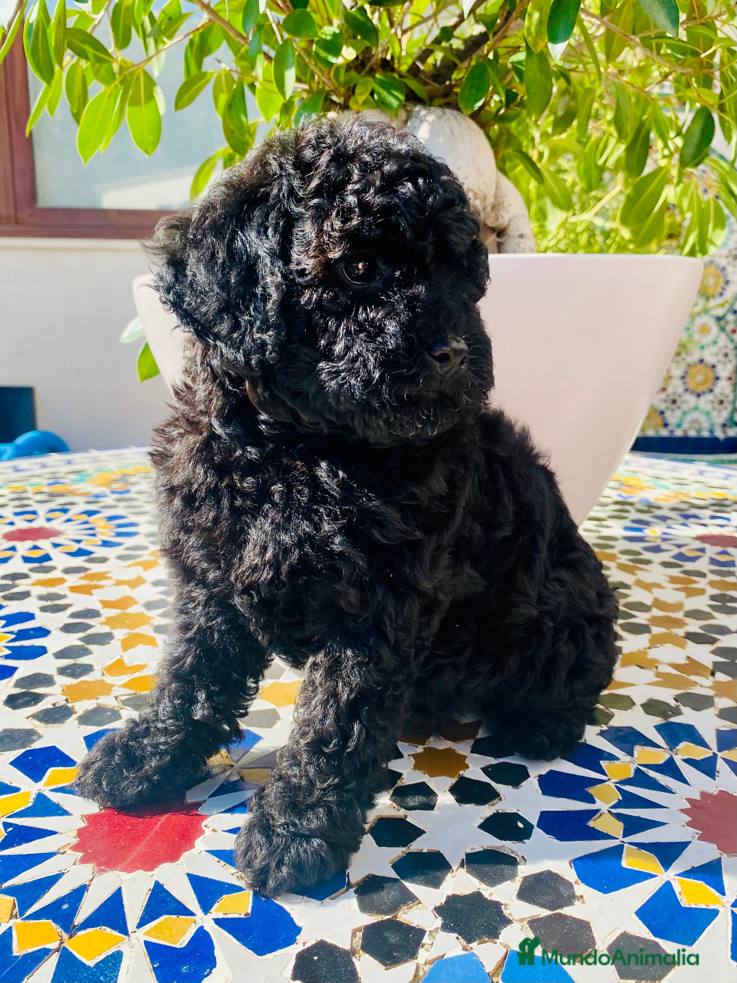 Caniche Toy perros Caniche Toy - Anuncio 1