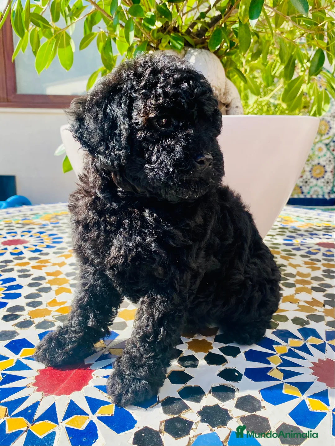 Caniche Toy perros en venta: Caniche Toy - Anuncio 1