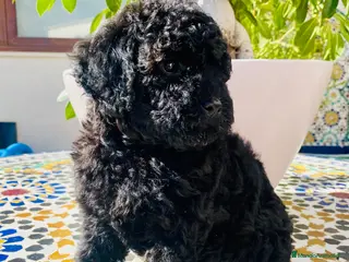 Caniche Toy perros Caniche Toy - Anuncio 1