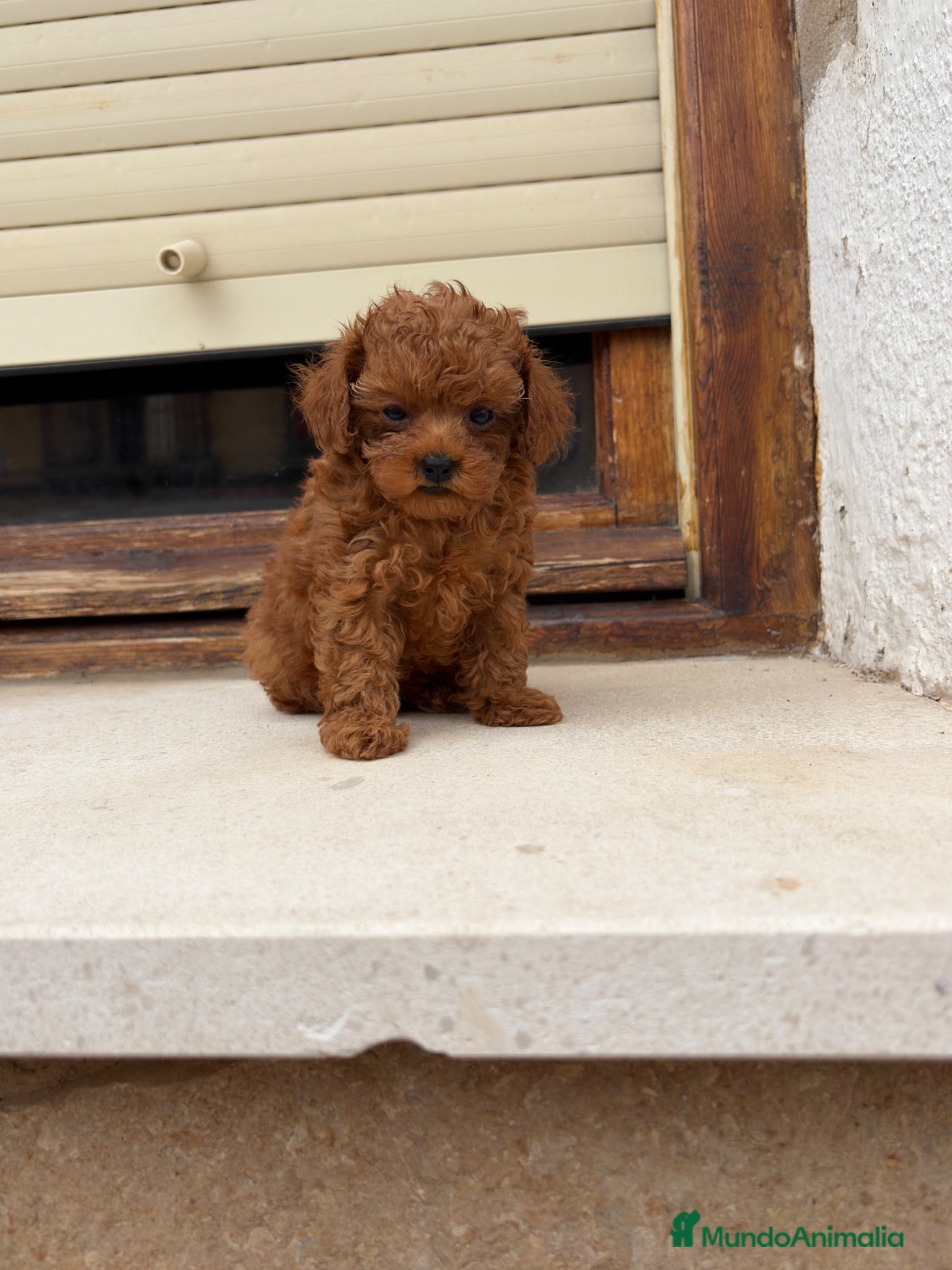 Caniche Toy perros Caniche mini Toy  - Anuncio 2