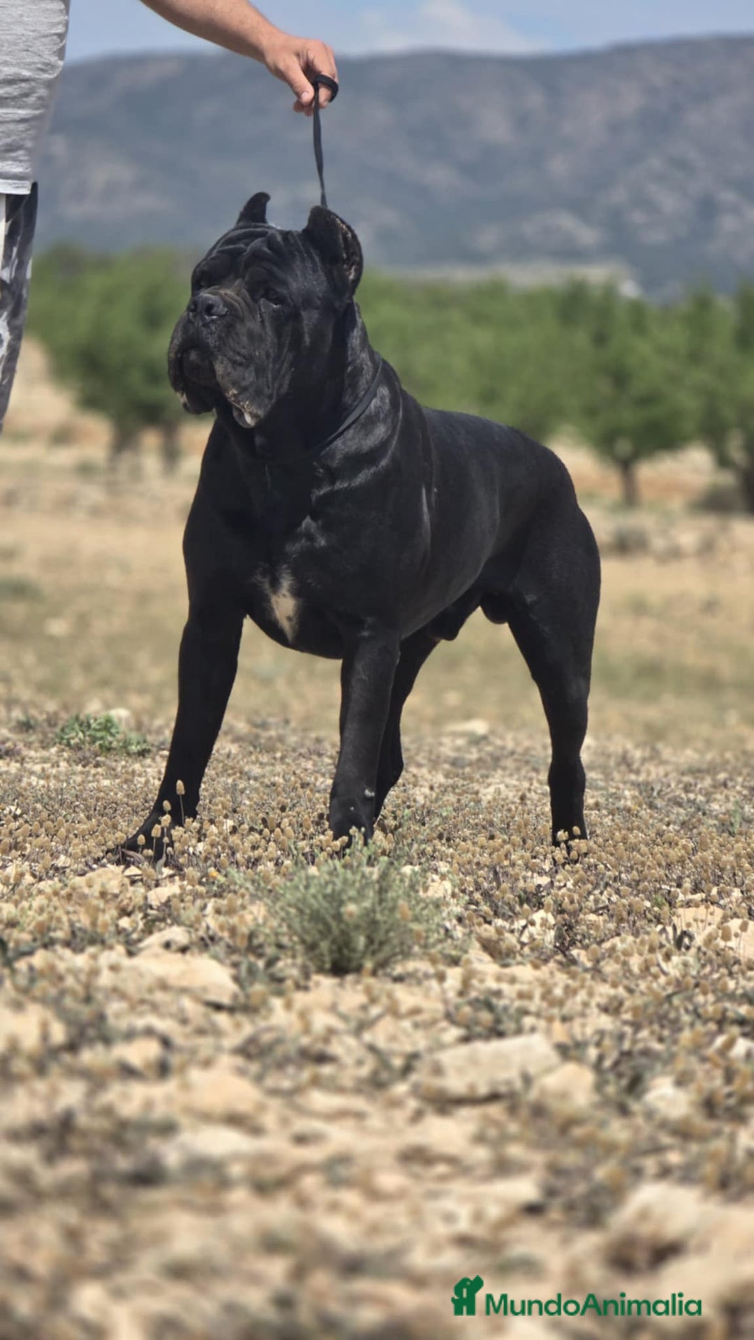 Cane Corso perros en venta: Cane Corso para adopcion - Anuncio 4
