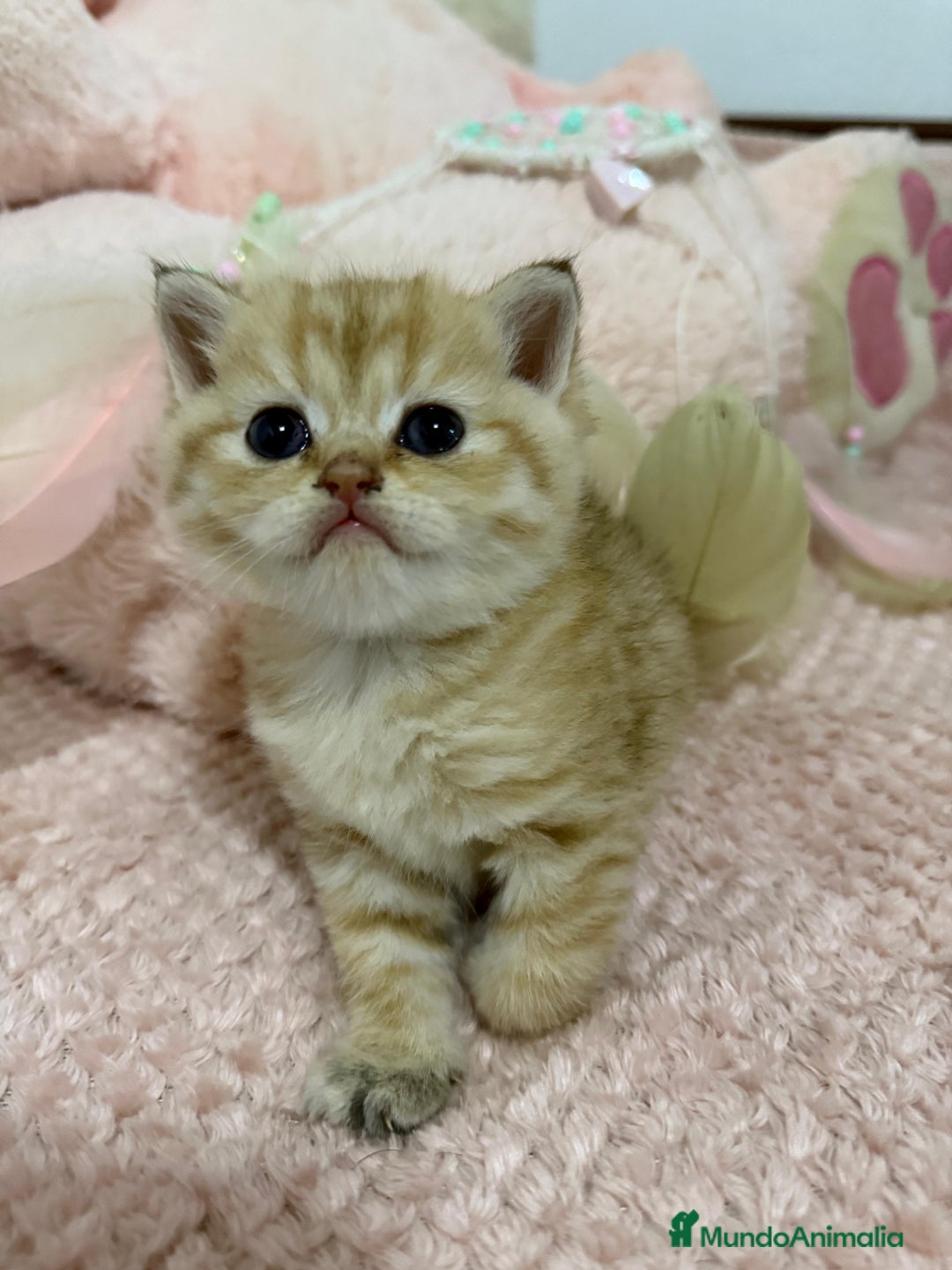 Scottish Straight gatos en venta: Scottish straight - Imagen 7