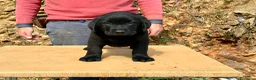 Labrador Retriever perros en venta: CACHORRA NEGRA LABRADOR RETRIEVER - Anuncio 17