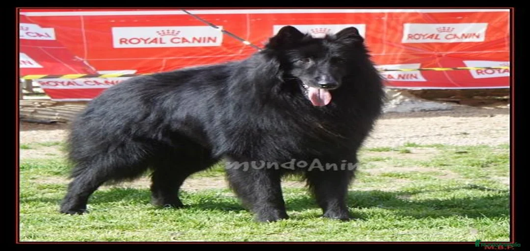 Imagen de galería {{count}}