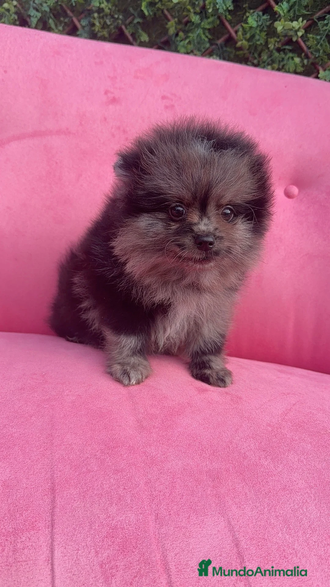 Pomerania perros en venta: Pomerania merle - Anuncio 2