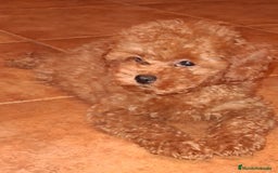 Caniche Toy perros en venta: CANICHE TOY ♀️♂️ - Imagen 1