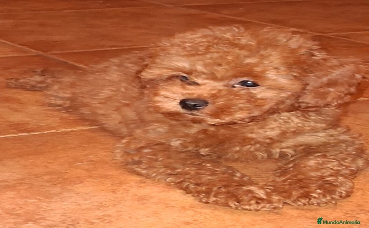 Caniche Toy perros - Anuncio 4