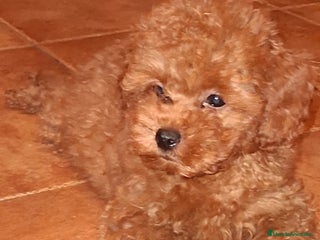 Caniche Toy perros - Anuncio 4