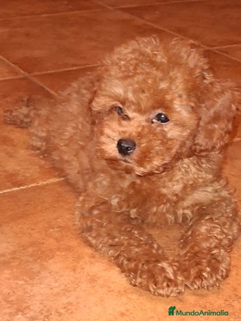 Caniche Toy perros - Anuncio 2