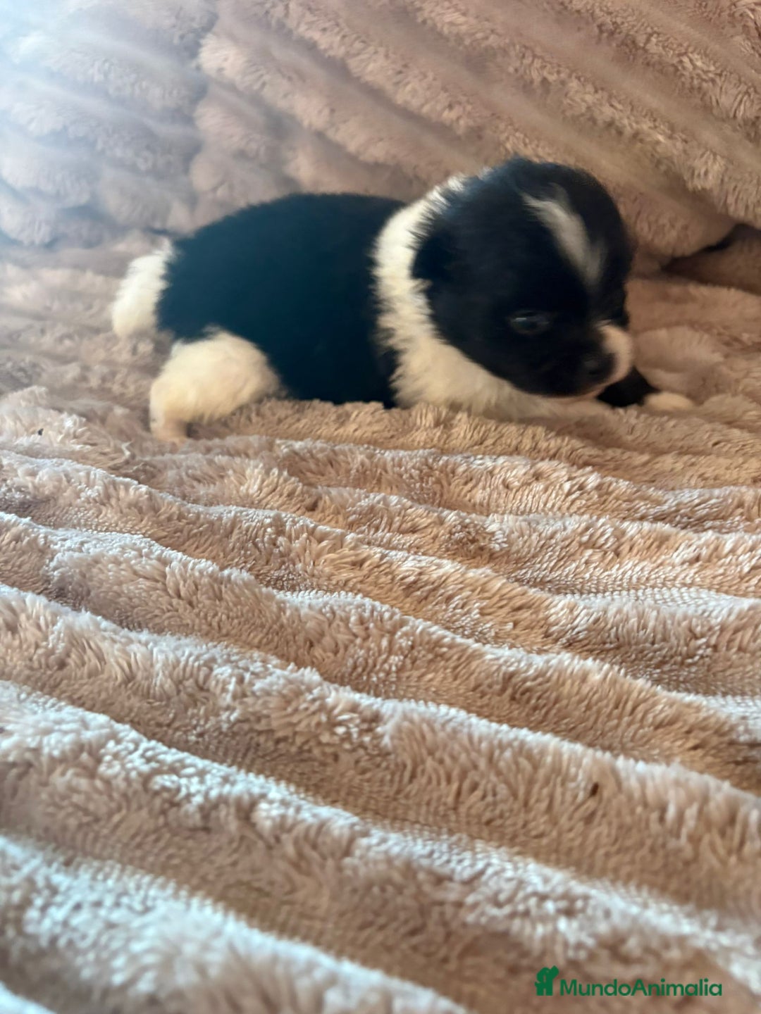 Pomerania perros en venta: Pele y Mele ya son papas , lulu pomerania toy  - Anuncio 15