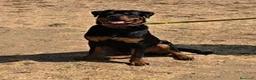 Rottweiler perros en venta: Rottweiler joven 8 meses - Anuncio 2