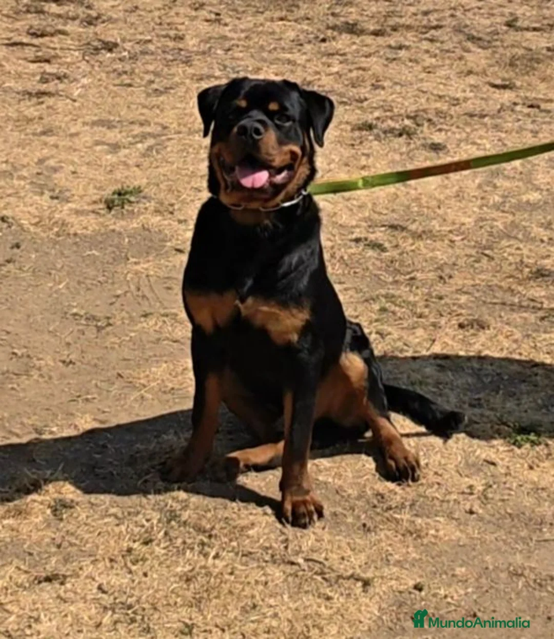 Rottweiler perros en venta: Rottweiler joven 8 meses - Anuncio 2