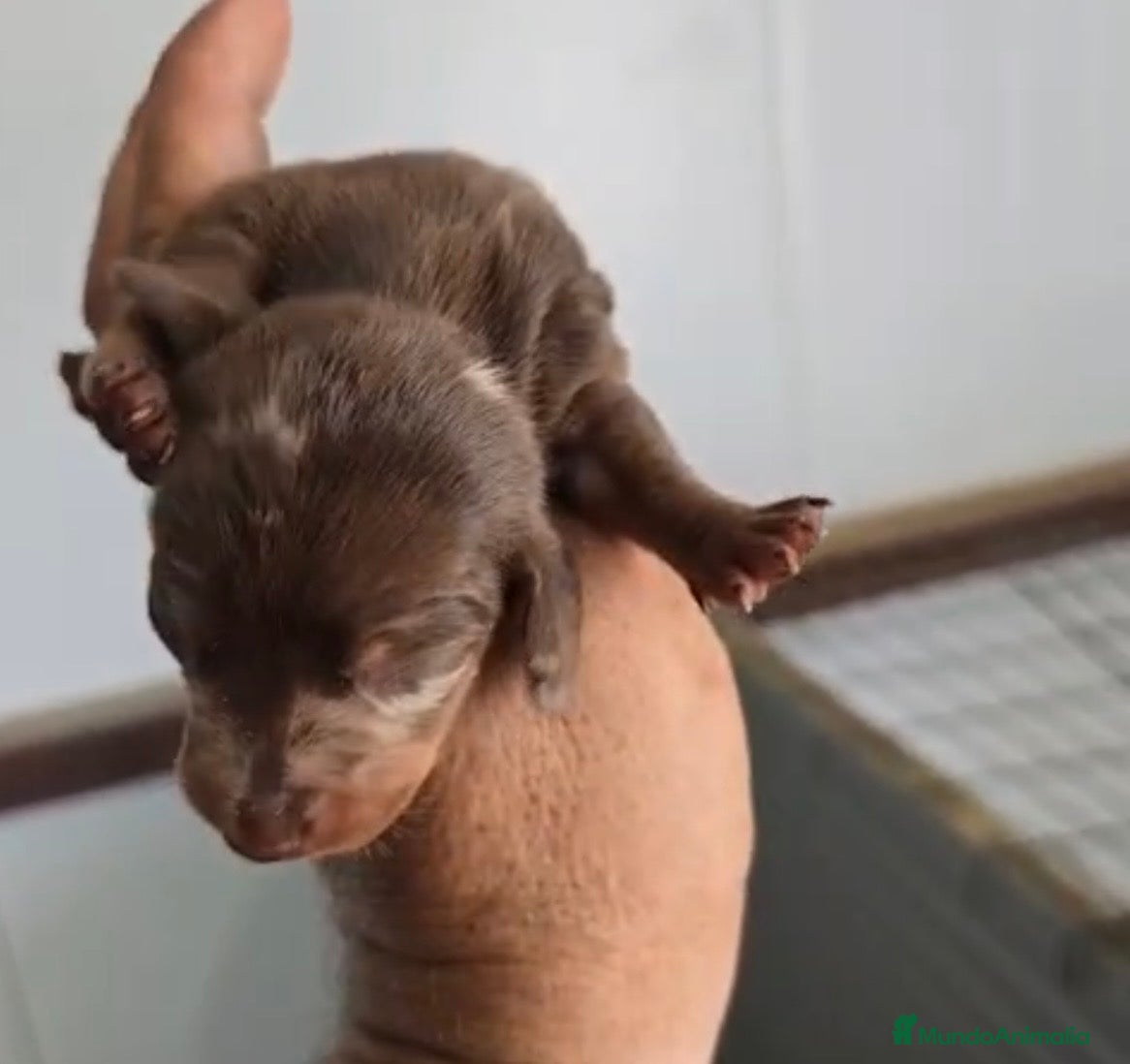 Teckel Miniatura perros Teckel arlequín chocolate miniatura 🔥 - Anuncio 1