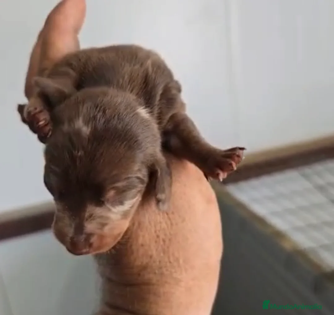 Teckel Miniatura perros en venta: Teckel arlequín chocolate miniatura 🔥 - Anuncio 1