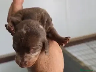 Teckel Miniatura perros Teckel arlequín chocolate miniatura 🔥 - Anuncio 1