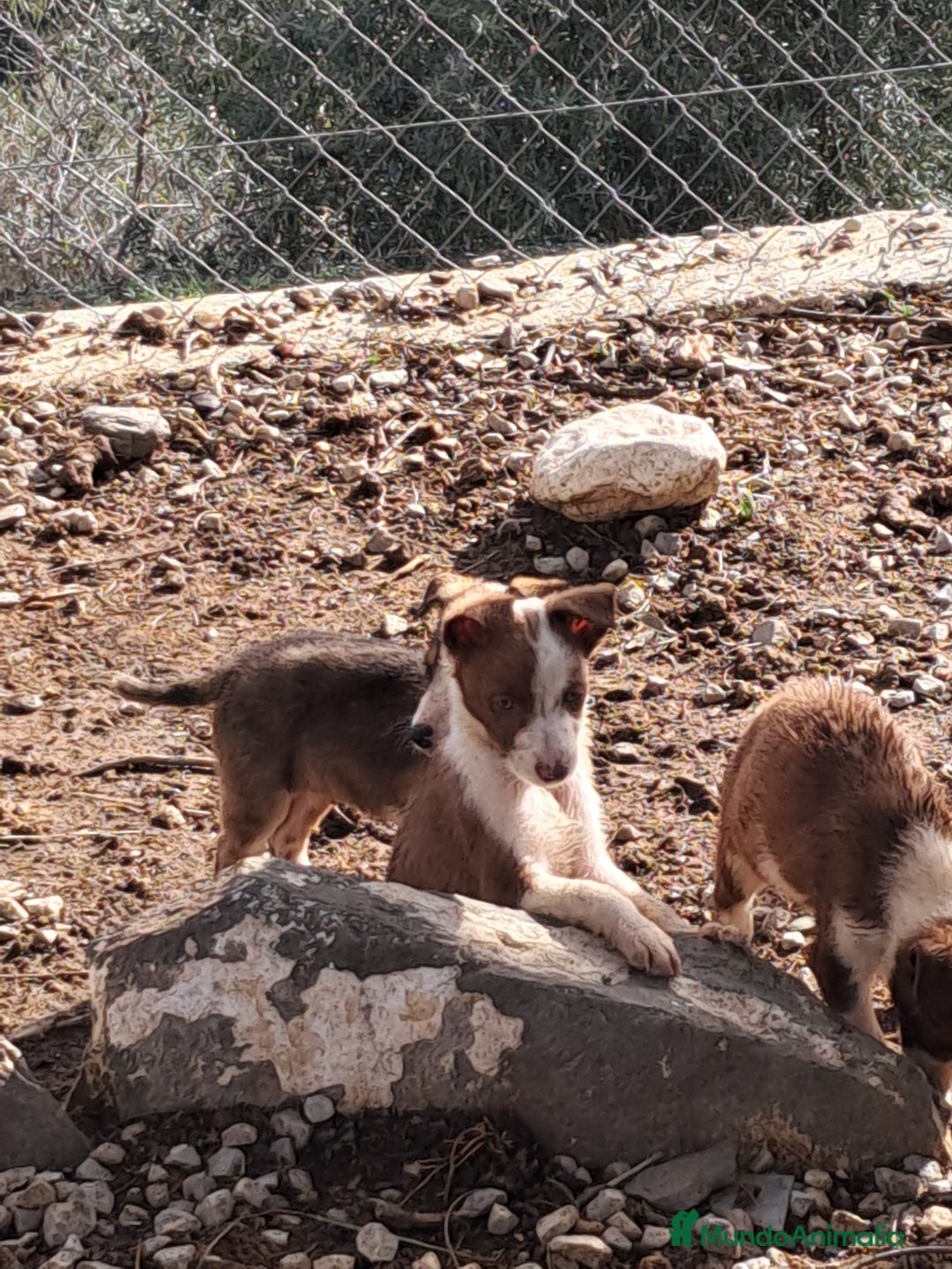 Border Collie perros en venta: Preciosos cachorros de border collie  - Anuncio 2