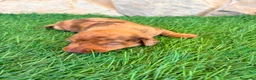 Teckel Miniatura perros en venta: Teckel Miniatura merle chocolate - Anuncio 13